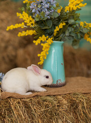 A white rabbit sits on hay surrounded by white and blue flowers. Fluffy animal, rodent. Easter. Symbol of 2023 New Year, Christmas.