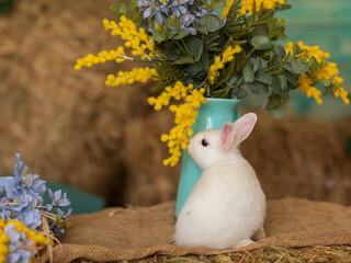 A white rabbit sits on hay and smells yellow and blue flowers. Fluffy animal, rodent. Easter. Symbol of 2023 New Year, Christmas.
