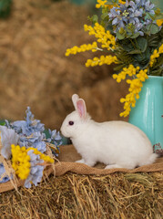 A white rabbit sits on hay and smells yellow and blue flowers. Fluffy animal, rodent. Easter. Symbol of 2023 New Year, Christmas.