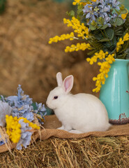 A white rabbit sits on hay and smells yellow and blue flowers. Fluffy animal, rodent. Easter. Symbol of 2023 New Year, Christmas.