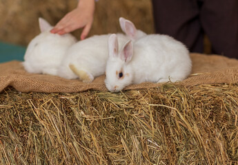 A white rabbit sits on hay surrounded by white and blue flowers. Fluffy animal, rodent. Easter. Symbol of 2023 New Year, Christmas.