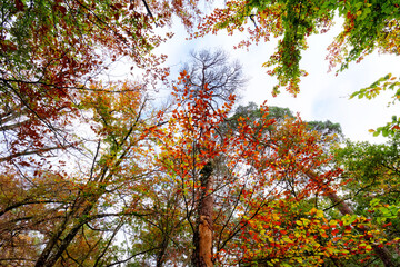 Denecourt path 5 in autumn season. Fontainebleau forest