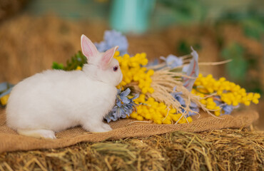 A white rabbit sits on hay and smells yellow and blue flowers. Fluffy animal, rodent. Easter. Symbol of 2023 New Year, Christmas.