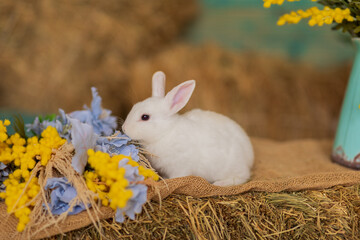 A white rabbit sits on hay and smells yellow and blue flowers. Fluffy animal, rodent. Easter. Symbol of 2023 New Year, Christmas.