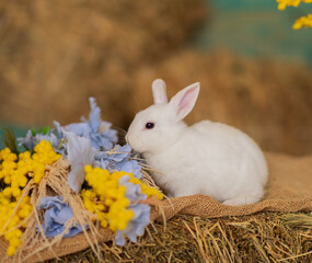 A white rabbit sits on hay and smells yellow and blue flowers. Fluffy animal, rodent. Easter. Symbol of 2023 New Year, Christmas.