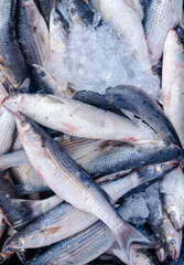 Obraz premium lot of Fresh mullet fish on ice in the market, fish pattern