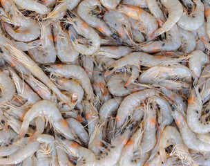 Fresh white shrimp placed for sale in seafood market, Background top view fresh Sea Food, fish pattern