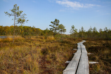Bog in North Europe. Low nutrient bog has mainly stunted trees and moss