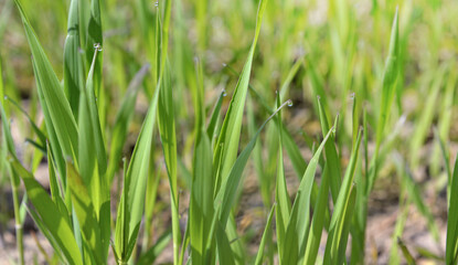 close up on young leaf of wheat growing in a field with water drops