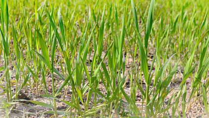 close up on young leaf of wheat growing in a field with water drops