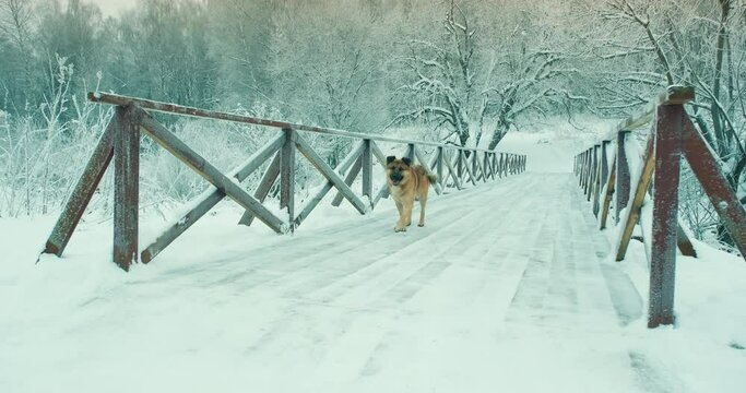 Lonely, homeless mongrel dog runs across a wooden pedestrian bridge in the winter season. It freezing outside, snow everywhere. The concept of the problem of homeless, starving animals