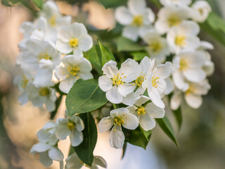 White blossoming apple trees. White apple tree flowers