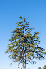 Himalayan or Taurus cedar. Cedrus Deodara.