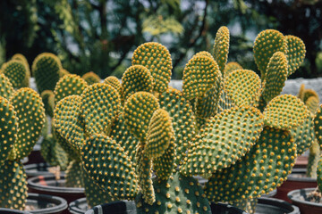 varieties of cactus in pots for sale for home decoration in greenhouse. Selective Focus