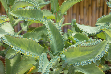 Kalanchoe daigremontiana, formerly known as Bryophyllum daigremontianum and commonly called mother of thousands, alligator plant, or Mexican hat is a succulent plant native to Madagascar.