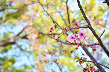 桜。