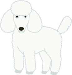 スタンダードプードルの犬イラスト