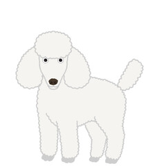 スタンダードプードルの犬イラスト