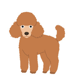 ミニチュアプードルの犬イラスト