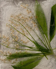 frozen flowers, flowers in ice, frozen rose, frozen in ice, frozen flora, garden flowers, wildflowers