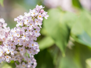 Pink Blooming Lilac Flowers in spring with blured background