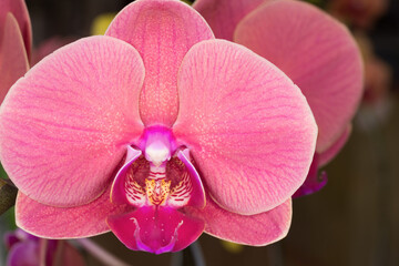 Close-up of beautiful red Dendrobium, Phalaenopsis, or dendrobium orchid flowers. Top view of a...