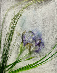 frozen flowers, flowers in ice, frozen rose, frozen in ice, frozen flora, garden flowers, wildflowers
