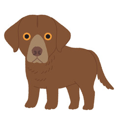 チェサピークベイレトリバーの犬イラスト