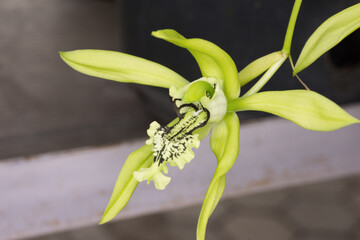 Close-up of green orchid flower growing in a pot.