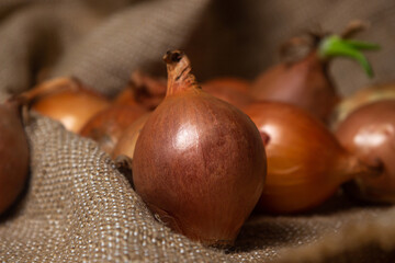 Onion on burlap. Harvest of yellow onions. Healthy vegetables