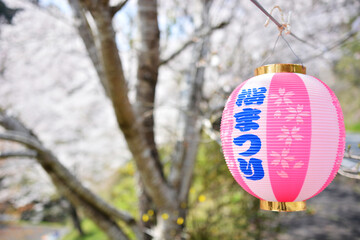 Obraz premium 桜。