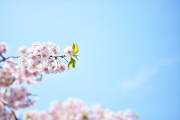 桜。