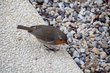 bird on a stone