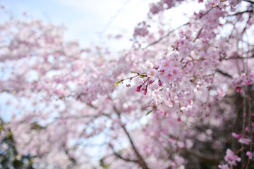 桜。