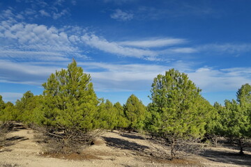 Pins verts et ciel bleu.