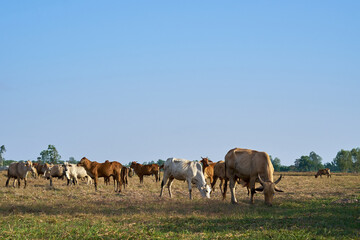 Fototapeta na wymiar cows in the grass Livestock 