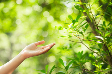 Female hand touching leaf of nature with sunlight. Green environment mangroves forest background....