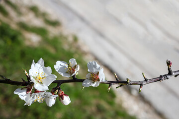 White blooming flowers on almond tree branch