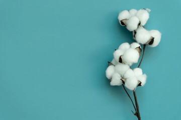 Frame of cotton flowers and fresh twigs of eucalyptus on a blue background. Delicate white cotton...