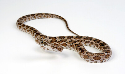 Prärie-Kornnatter // Great Plains rat snake (Pantherophis emoryi)