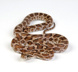 Great Plains rat snake // Prärie-Kornnatter (Pantherophis emoryi)