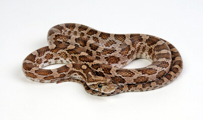 Prärie-Kornnatter // Great Plains rat snake (Pantherophis emoryi)