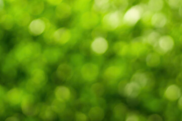 Plakat Blurred bokeh background image of bright green foliage in spring or summer.