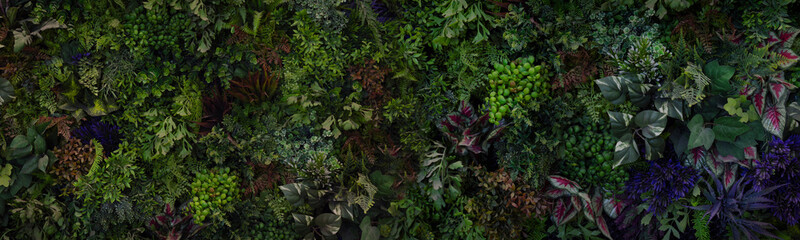 Fototapeta na wymiar Creative nature wall background, tropical leaf banner or floral jungle pattern concept.