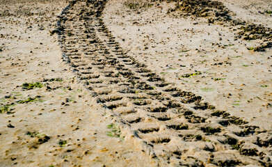 Off road car tyre track on sandy beach with algae