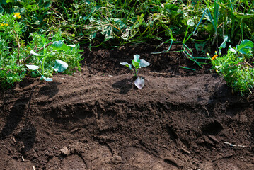 家庭菜園　ブロッコリーの苗を畑に植える　日本