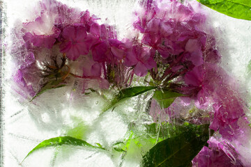 frozen flowers, flowers in ice, frozen rose, frozen in ice, frozen flora, garden flowers, wildflowers