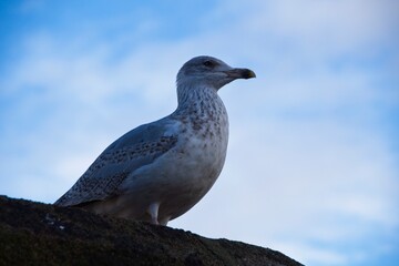 seagull on a blue sky