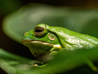 Frosch