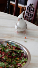 A white faced pied cockatiel standing on a marble table, with a bowl full of fresh chopped vegetable in front of it.
